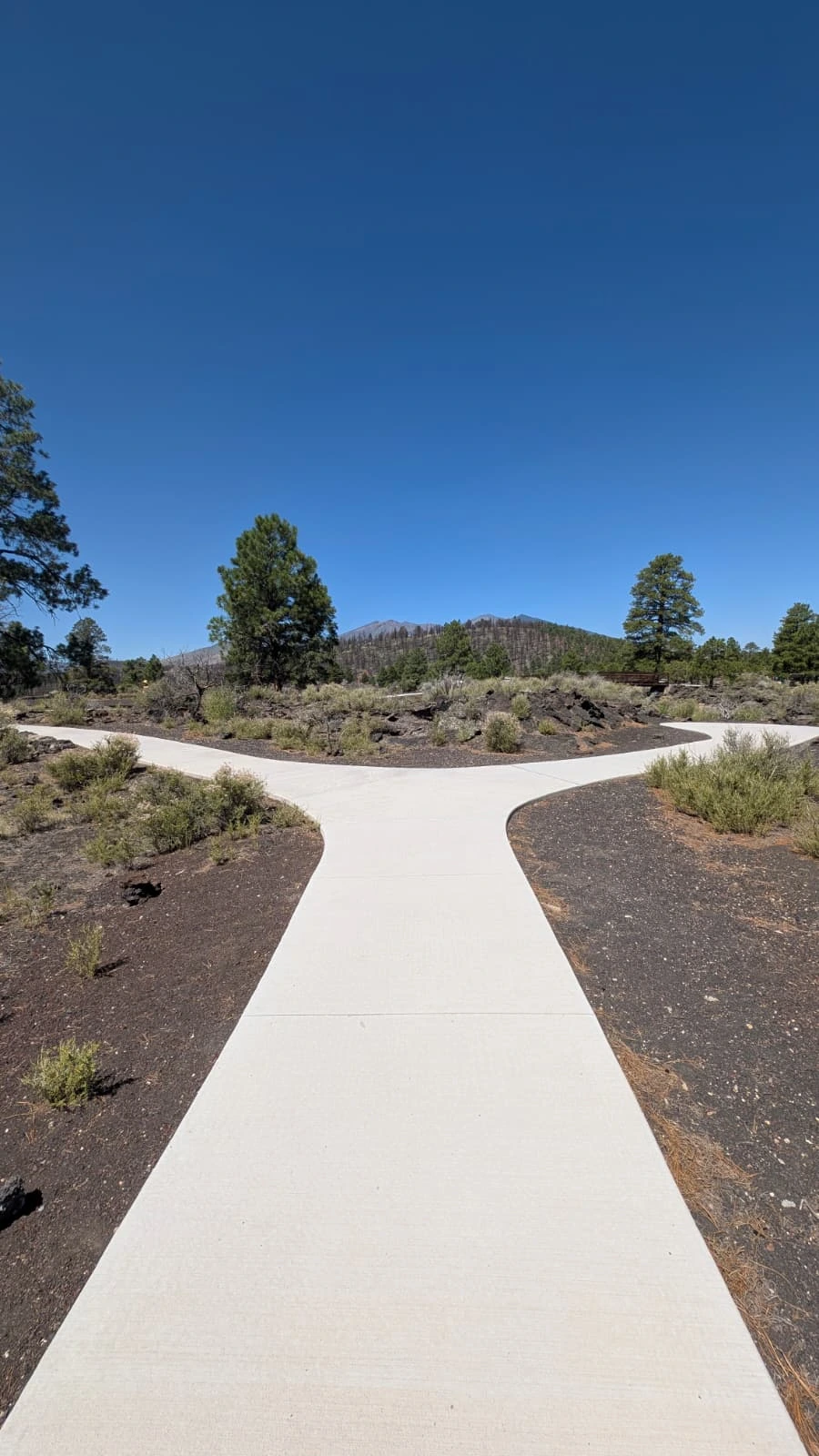 Fork in the road representing AI-native business decisions